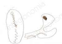 disegno effettuato dal bambino dawn in cui con tratti marroni curvilinei e a zig-zag intendeva raffigurare la madre e se stesso